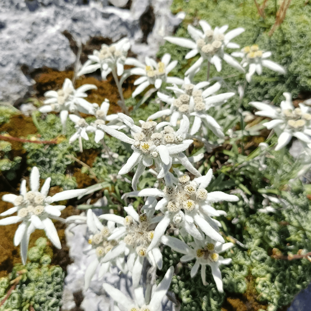 Leontopodium alpinum_Stella alpina_Floricoltura Roncador Valentino_1