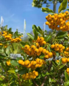 Pyracantha Soleil d'Or_Floricoltura Roncador Valentino