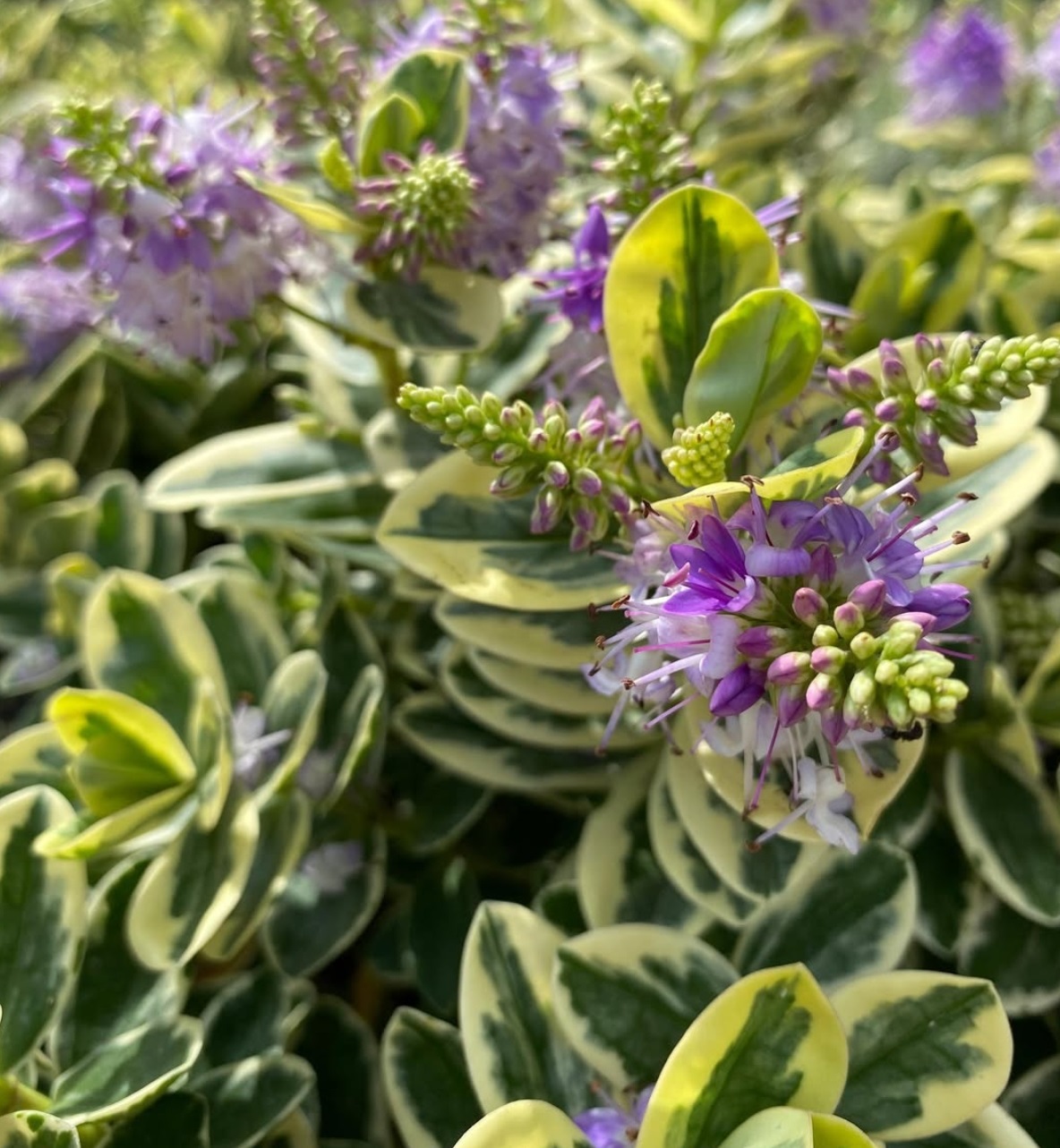 Hebe Veronica: un tocco sempreverde per giardini e terrazzi