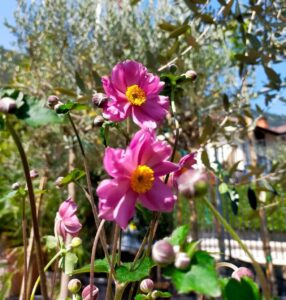 Anemone hybrida_Floricoltura Roncador Valentino_2