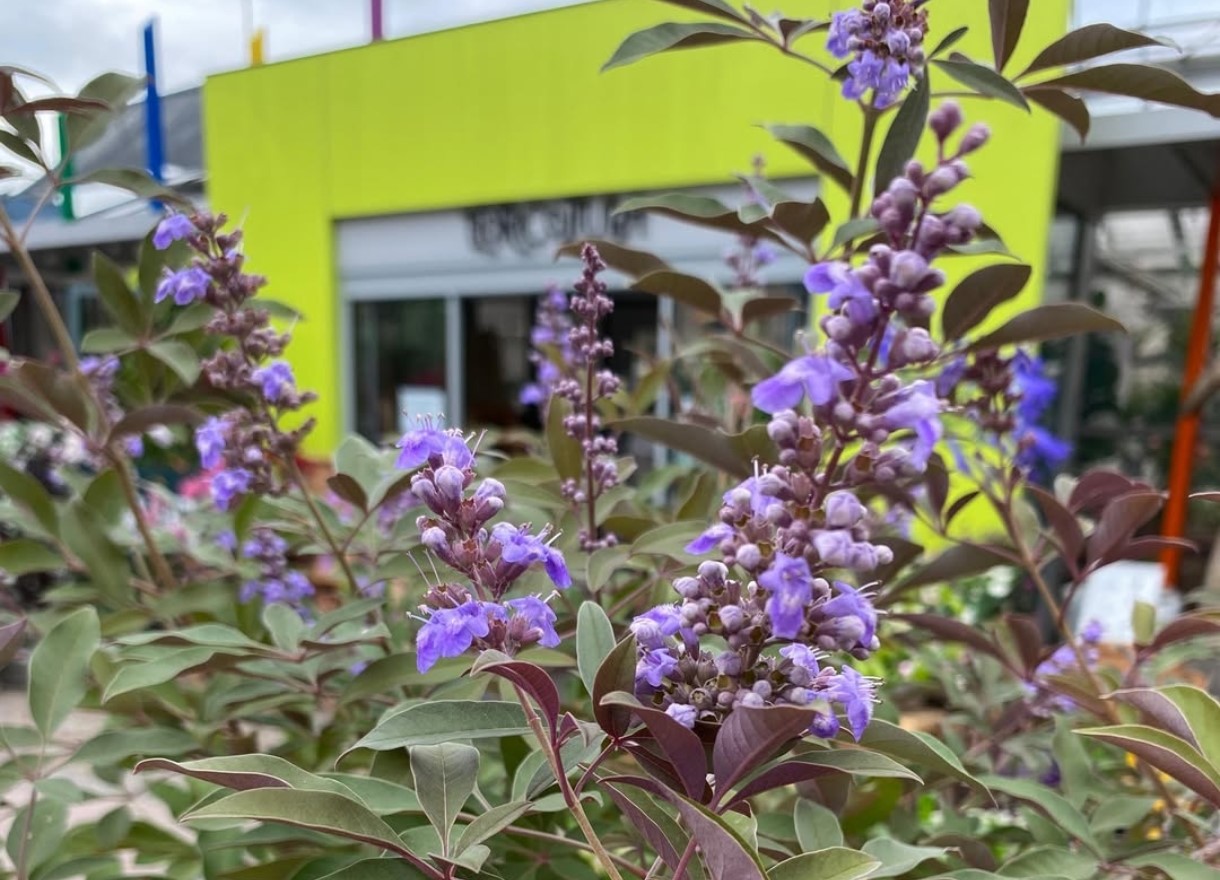 Vitex agnus-castus_Floricoltura Roncador Valentino_1